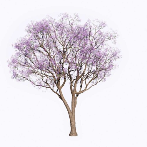 PLT51-Leo Asset-Tree Free Enscape CustomAsset