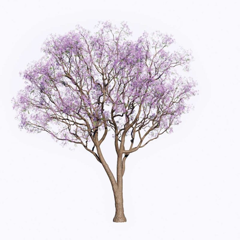 PLT51. Tree-Enscape Asset Free Download - Free 3D Models