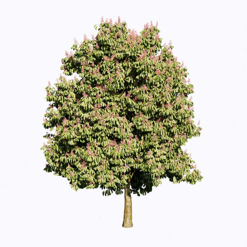 PLT71. Tree-Enscape Asset Free Download - Free 3D Models
