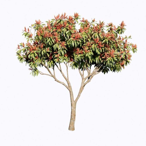 Plant - Free 3D Models
