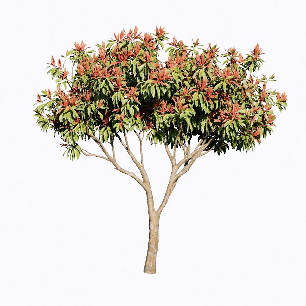 PLT81. Tree-Enscape Asset Free Download - Free 3D Models