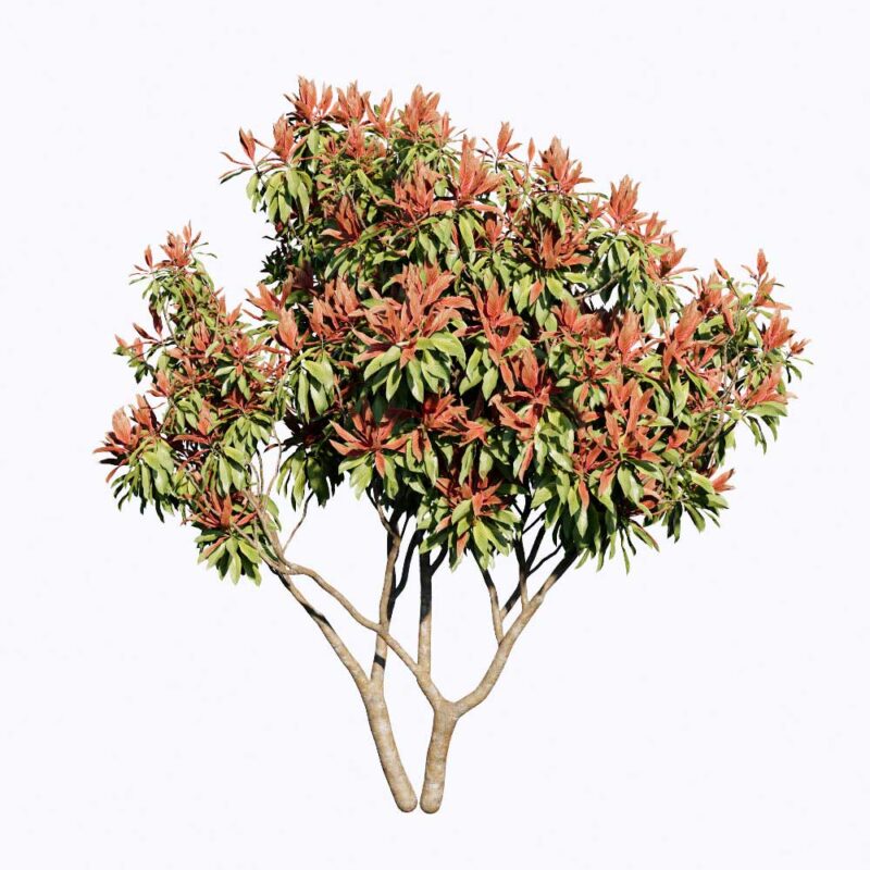 PLT81. Tree-Enscape Asset Free Download - Free 3D Models