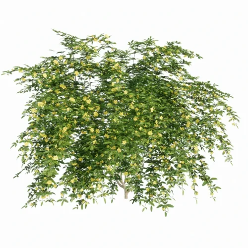 PLF111-Jasminum nudiflorum (2) Free Enscape Custom Asset