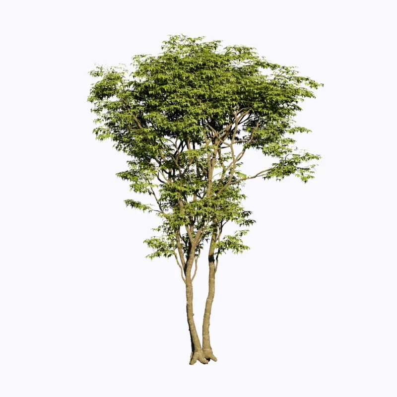 PLT101. Tree-Enscape Asset Free Download - Free 3D Models
