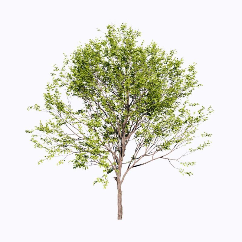 PLT21. Tree-Enscape Asset Free Download - Free 3D Models