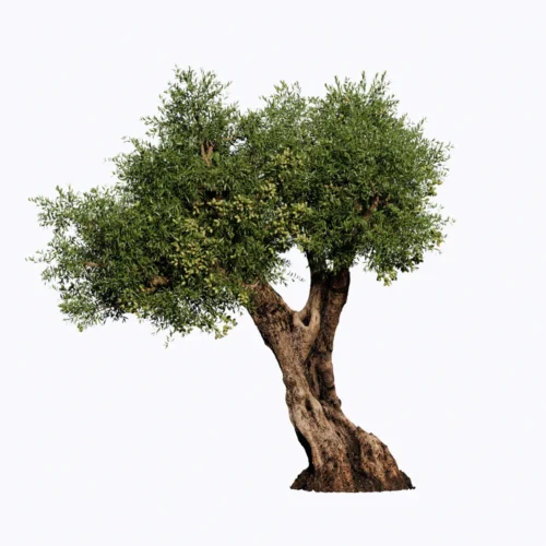 PLT111-Leo Asset-Cay O Luu Free Enscape CustomAsset