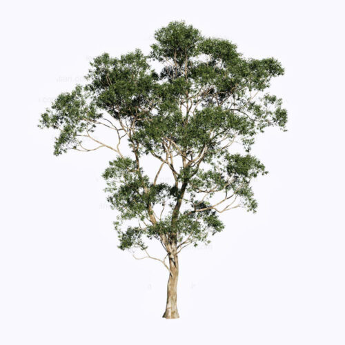 PLT13-Leo-Asset-Bach-Dan-03 Free Enscape CustomAsset