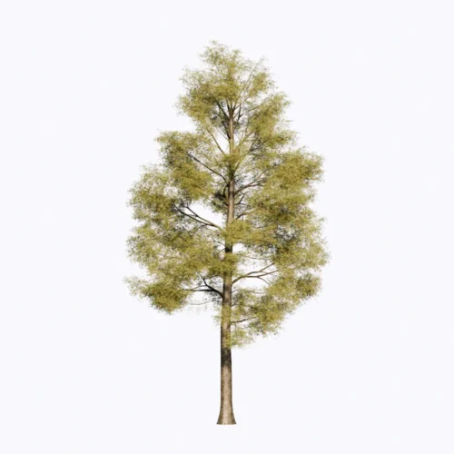 PLT151-Leo Asset-Tree 01 Free Enscape Custom Asset