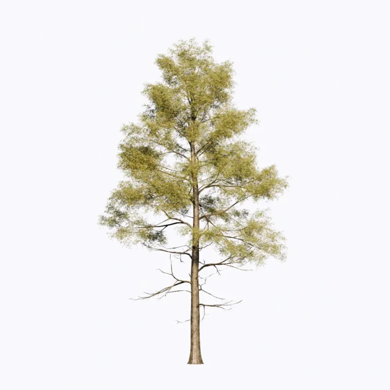 PLT151. Tree-Enscape Asset Free Download - Free 3D Models