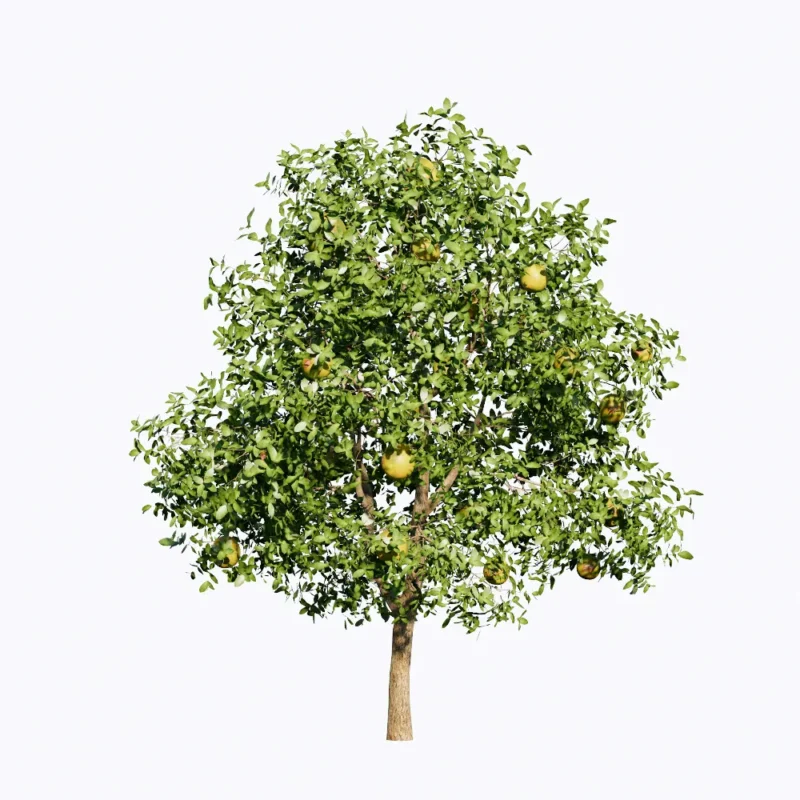 PLT181-Leo Asset-Cay Buoi 01 Free Enscape Custom Asset