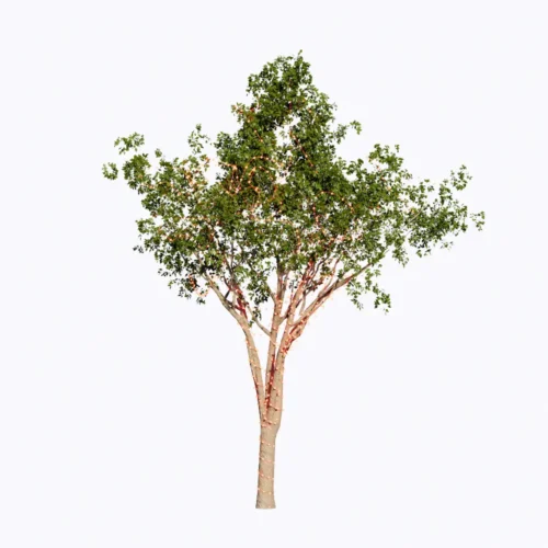 Free Enscape Custom Asset