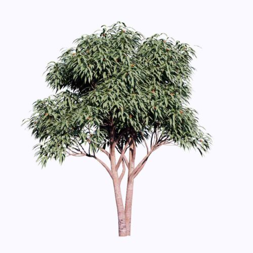 Free Enscape CustomAsset