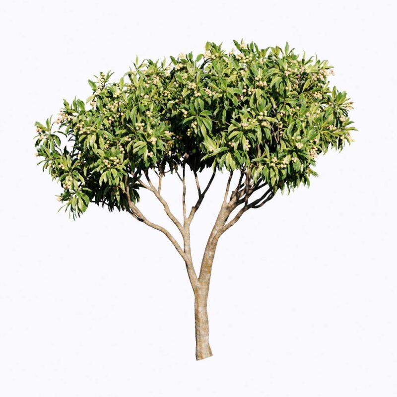 Free Enscape CustomAsset