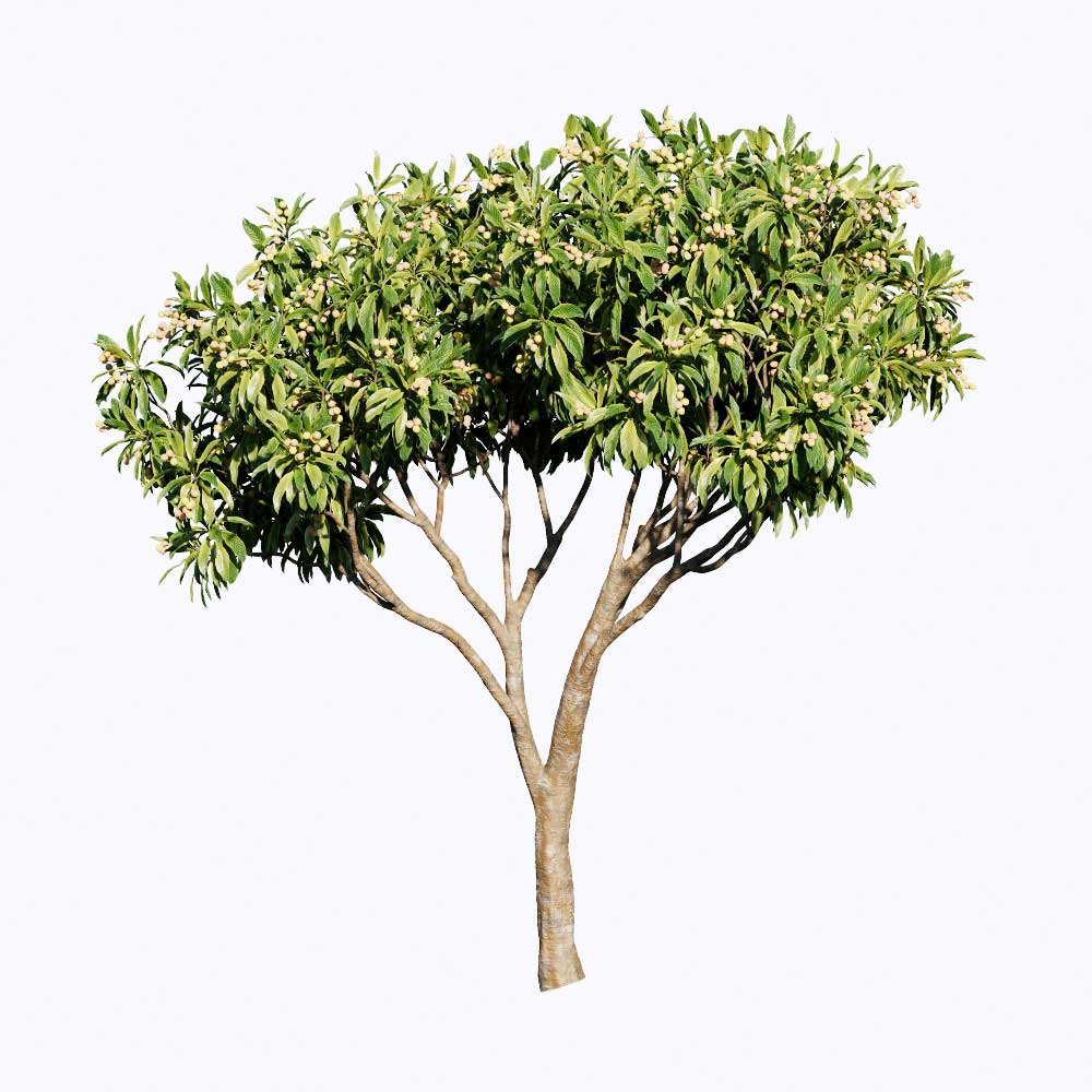 PLT91. Tree-Enscape Asset Free Download - Free 3D Models